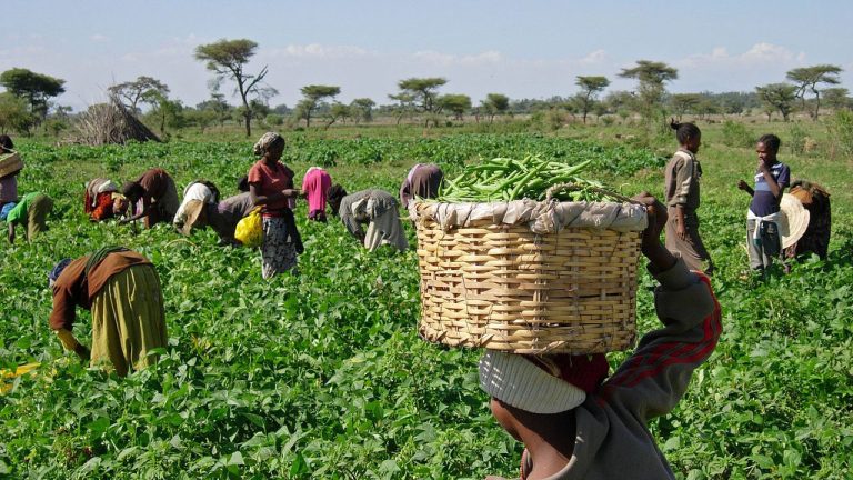 FG, NIMC Launch Data Capturing Scheme for Nigerian Farmers